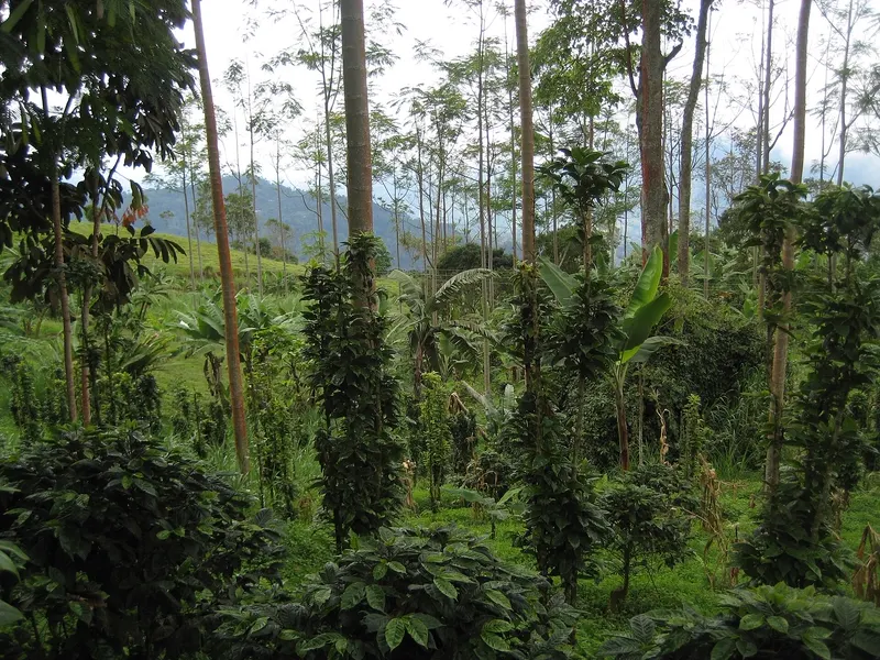 Cultivo de café bajo sombrío, en una finca cafetera colombiana